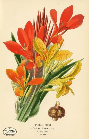 PDXC3844 -- Flowers