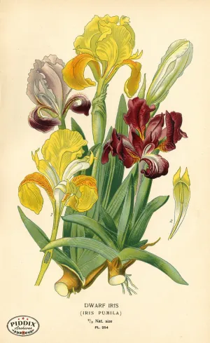 PDXC3845 -- Flowers
