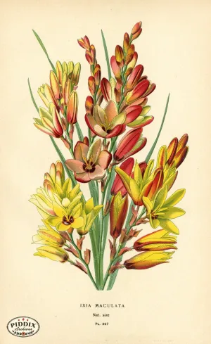 PDXC3847 -- Flowers