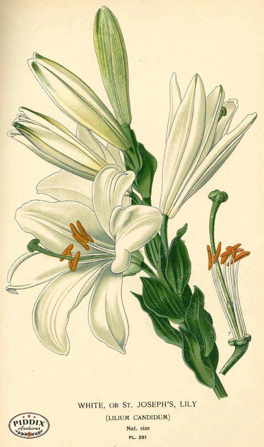 PDXC3850 -- Flowers