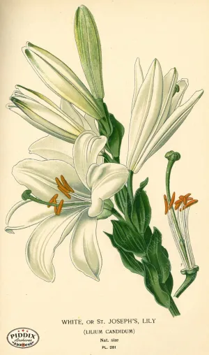 PDXC3850 -- Flowers