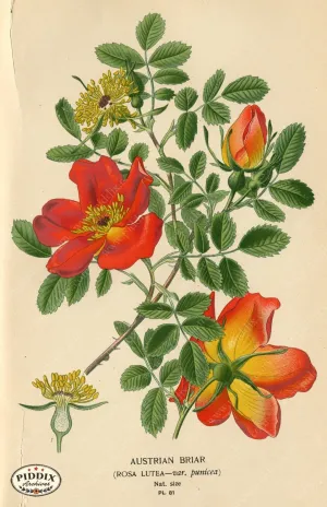 PDXC3855 -- Flowers