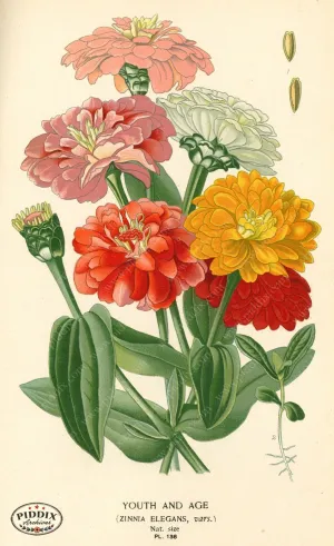 PDXC3857 -- Flowers