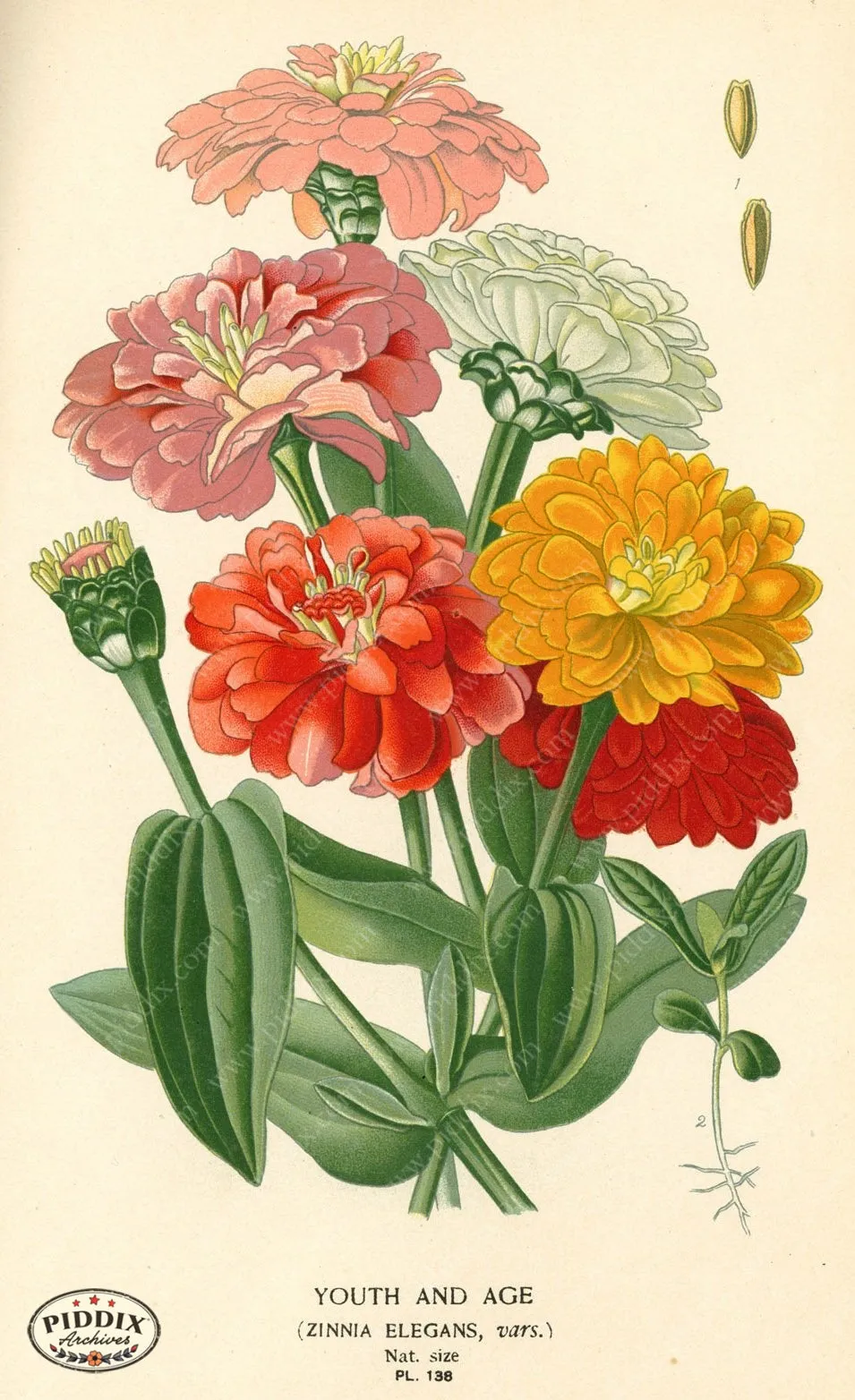 PDXC3857 -- Flowers