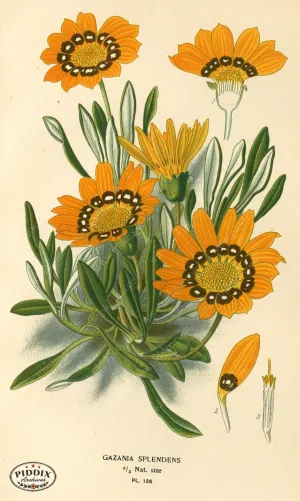 PDXC3859 -- Flowers