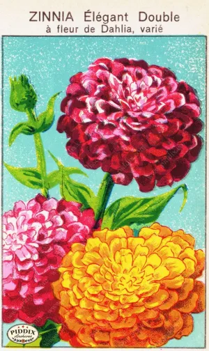 PDXC3860 -- Flowers
