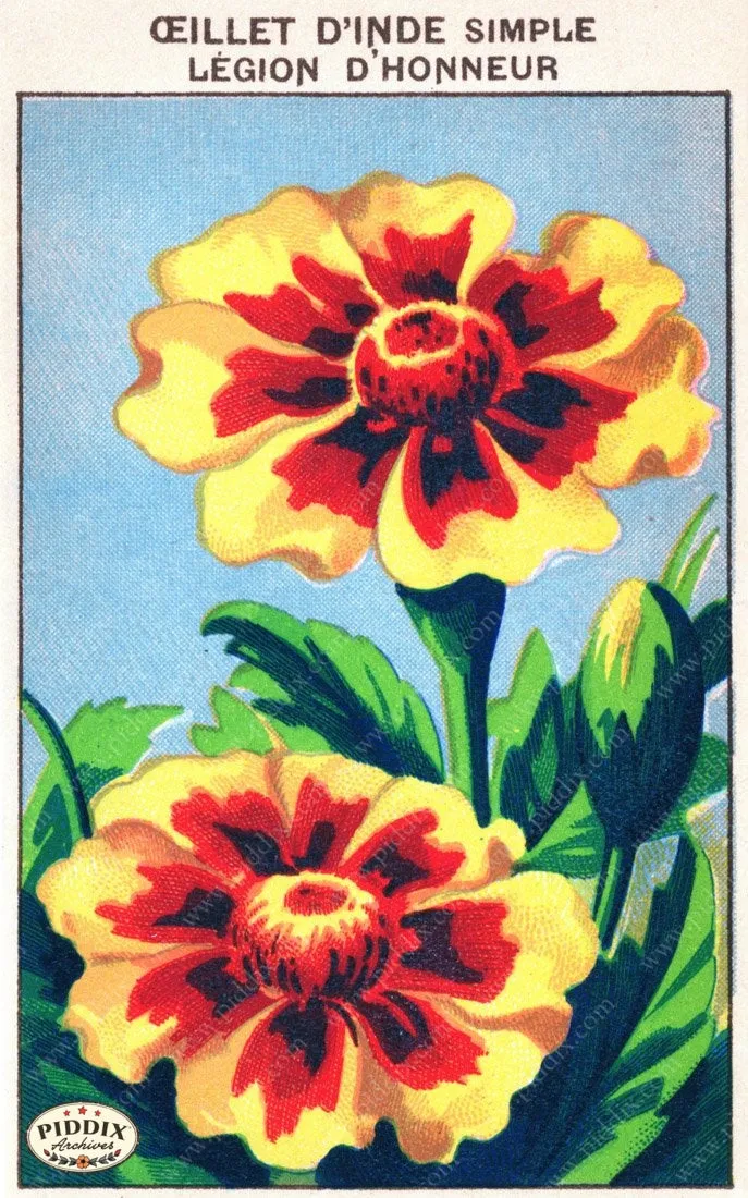 PDXC3863 -- Flowers