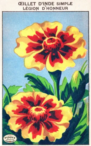PDXC3863 -- Flowers