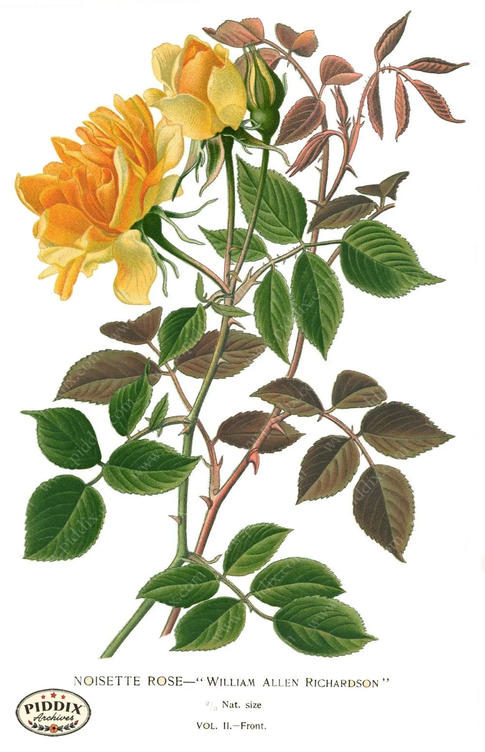 PDXC3930 -- Flowers