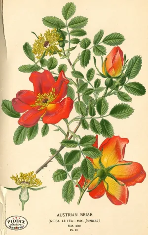 PDXC3932 -- Flowers