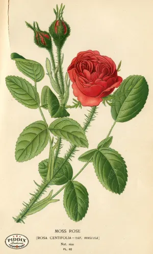 PDXC3933 -- Flowers