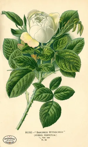 PDXC3934 -- Flowers