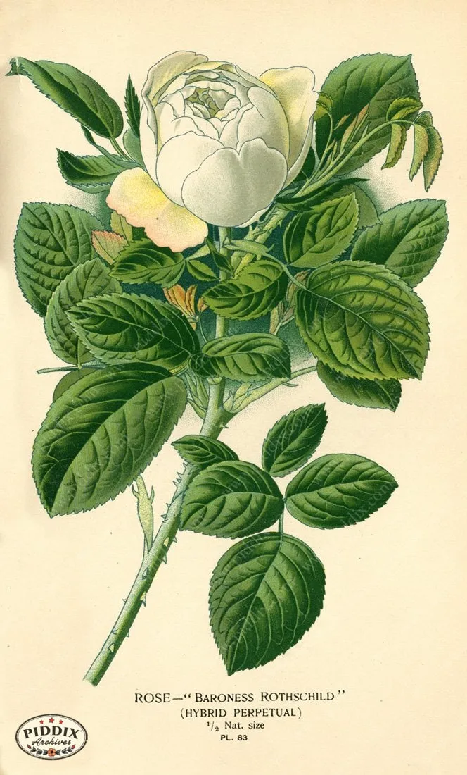 PDXC3934 -- Flowers