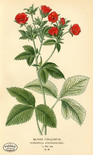 PDXC3935 -- Flowers
