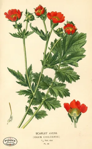 PDXC3936 -- Flowers