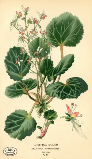 PDXC3937 -- Flowers