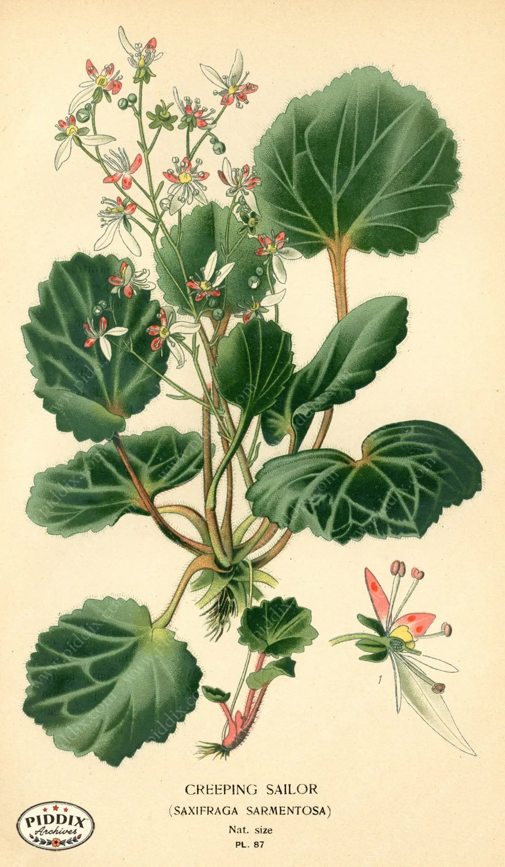 PDXC3937 -- Flowers