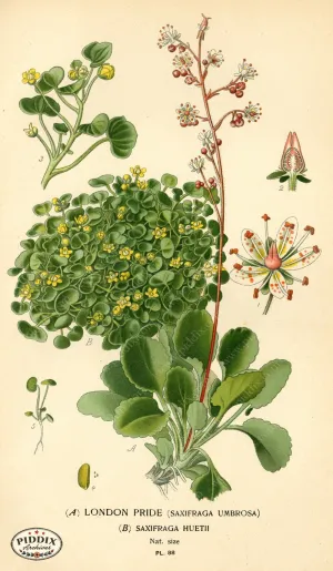 PDXC3938 -- Flowers