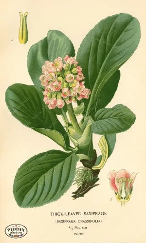 PDXC3939 -- Flowers