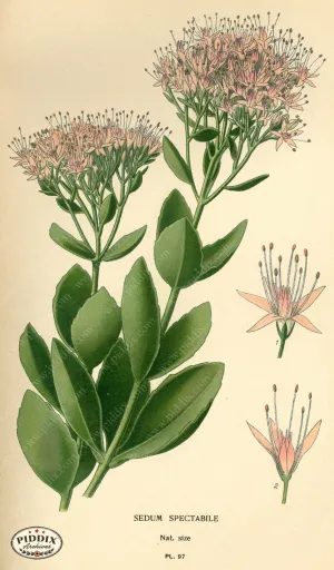 PDXC3946 -- Flowers