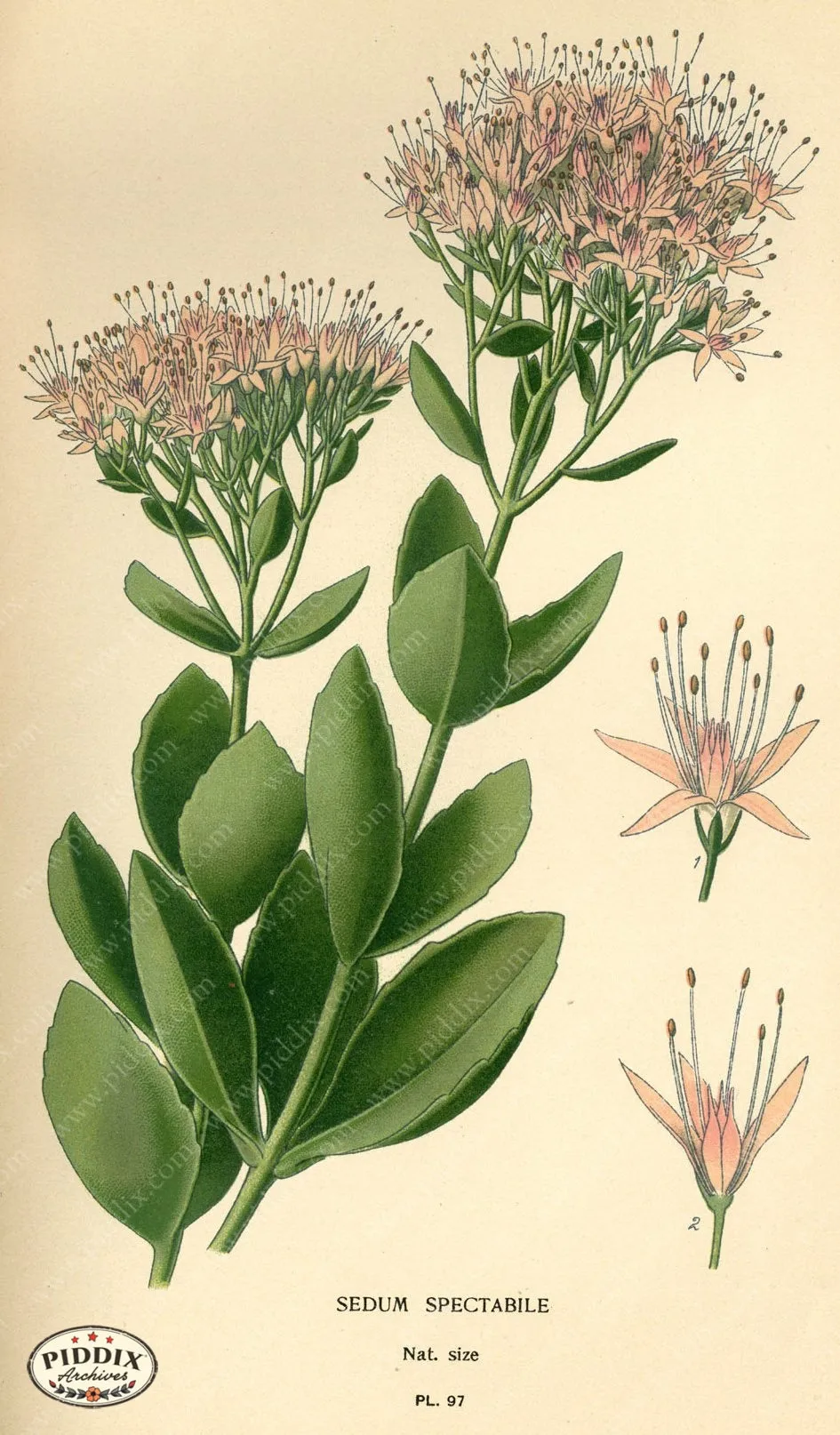 PDXC3946 -- Flowers