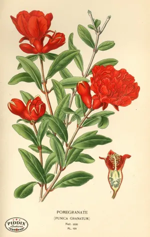PDXC3950 -- Flowers