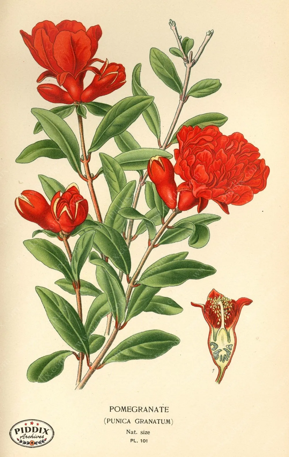 PDXC3950 -- Flowers