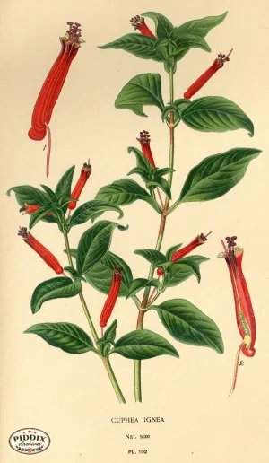PDXC3951 -- Flowers