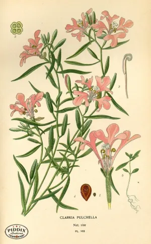 PDXC3952 -- Flowers