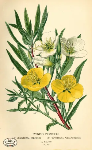 PDXC3953 -- Flowers
