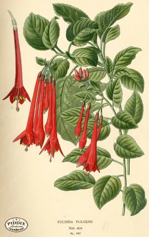PDXC3956 -- Flowers