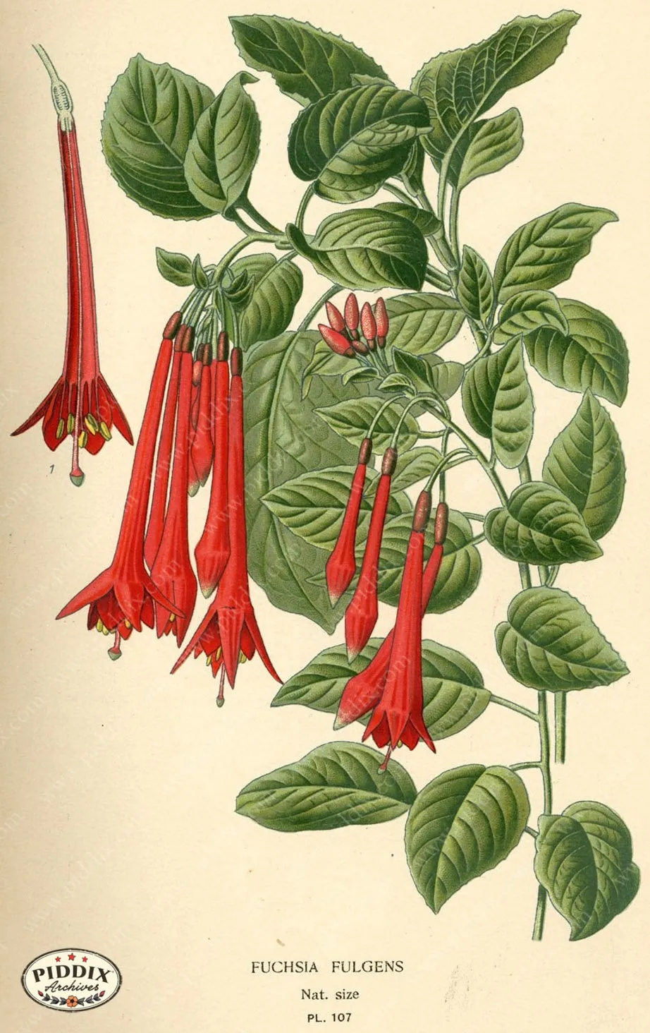 PDXC3956 -- Flowers