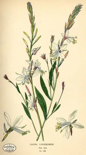 PDXC3957 -- Flowers
