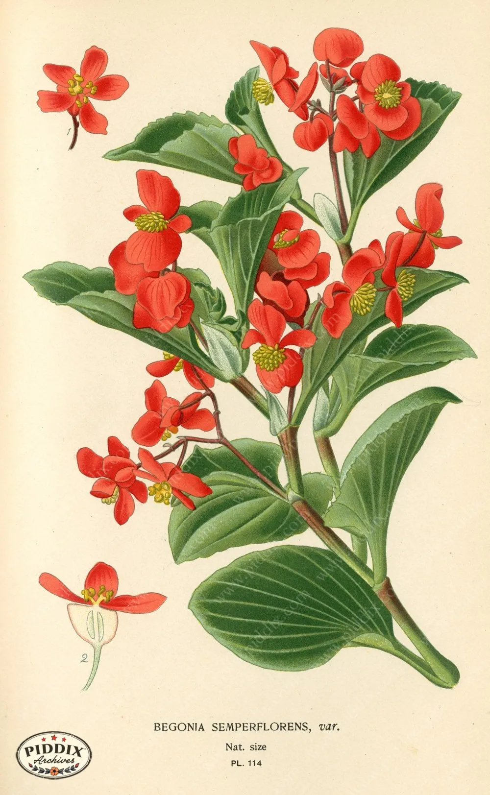 PDXC3963 -- Flowers