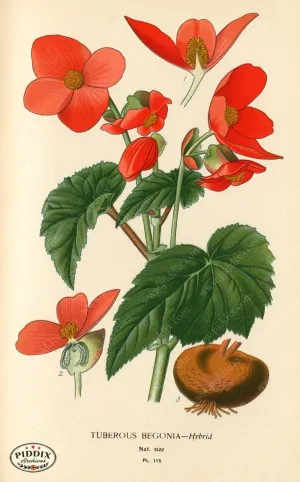 PDXC3964 -- Flowers