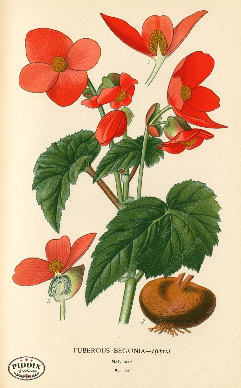 PDXC3964 -- Flowers