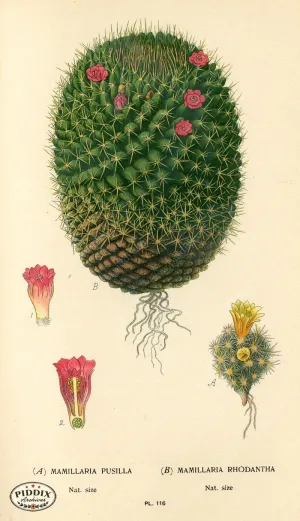PDXC3965 -- Flowers