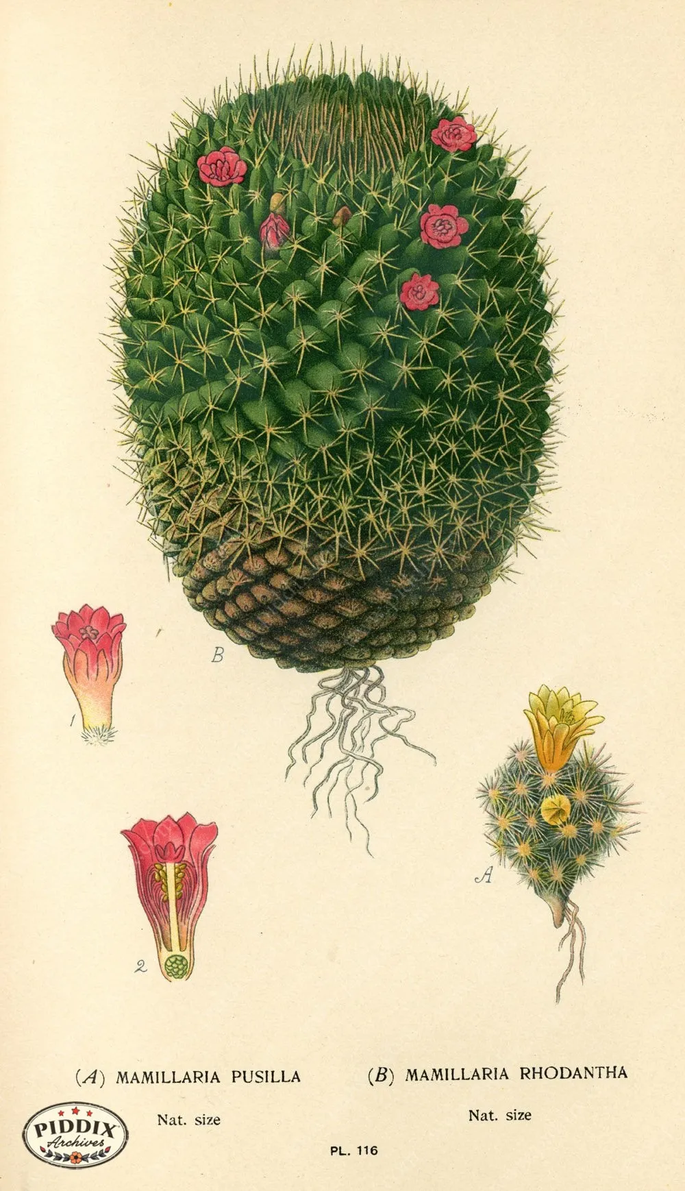 PDXC3965 -- Flowers