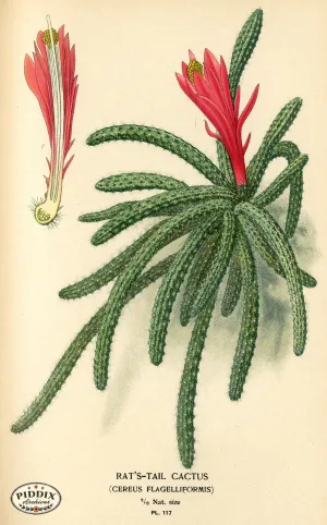 PDXC3966 -- Flowers