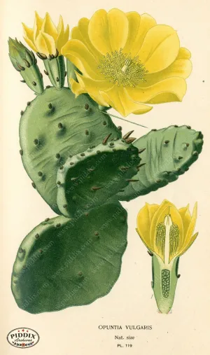 PDXC3968 -- Flowers