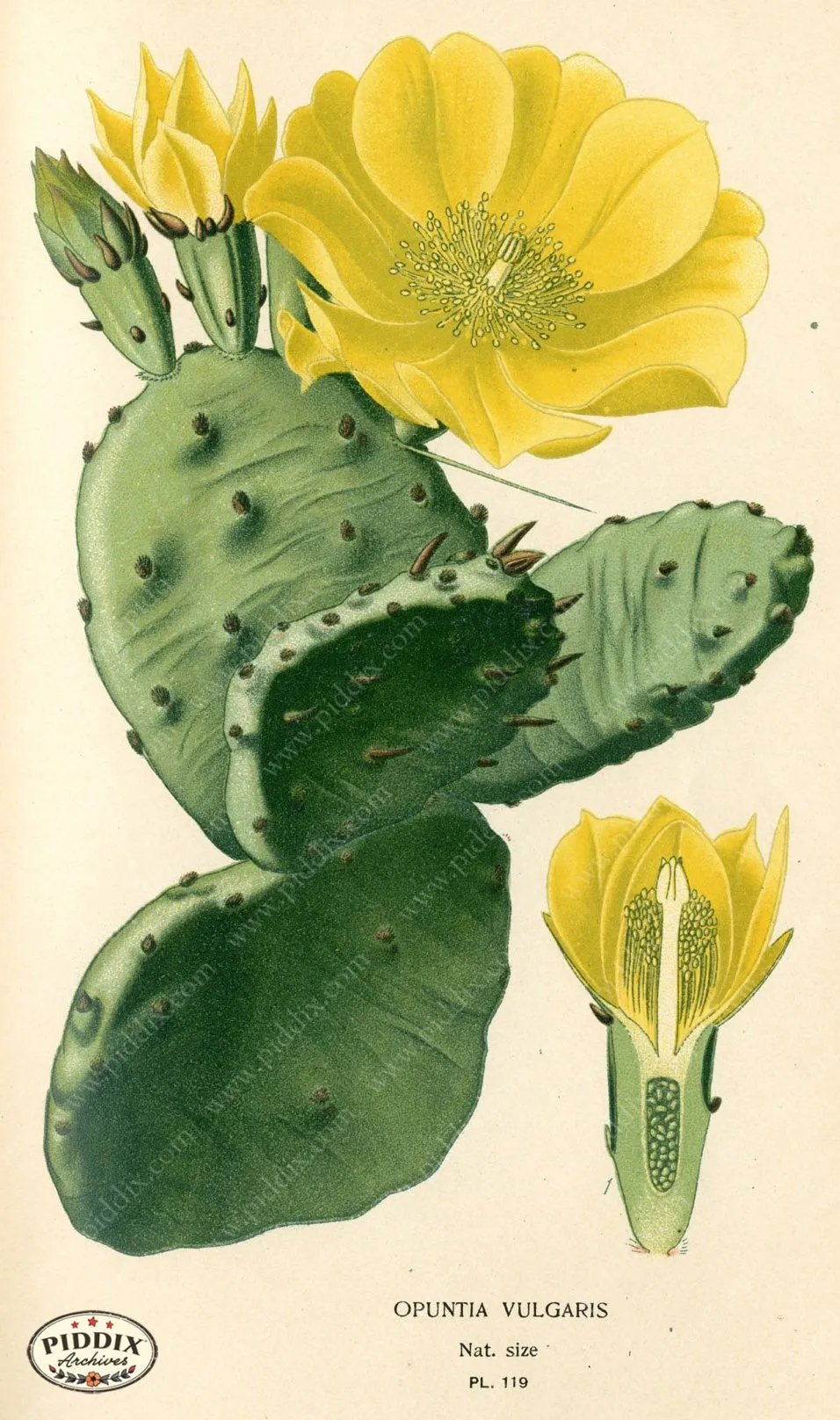 PDXC3968 -- Flowers