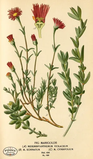 PDXC3969 -- Flowers