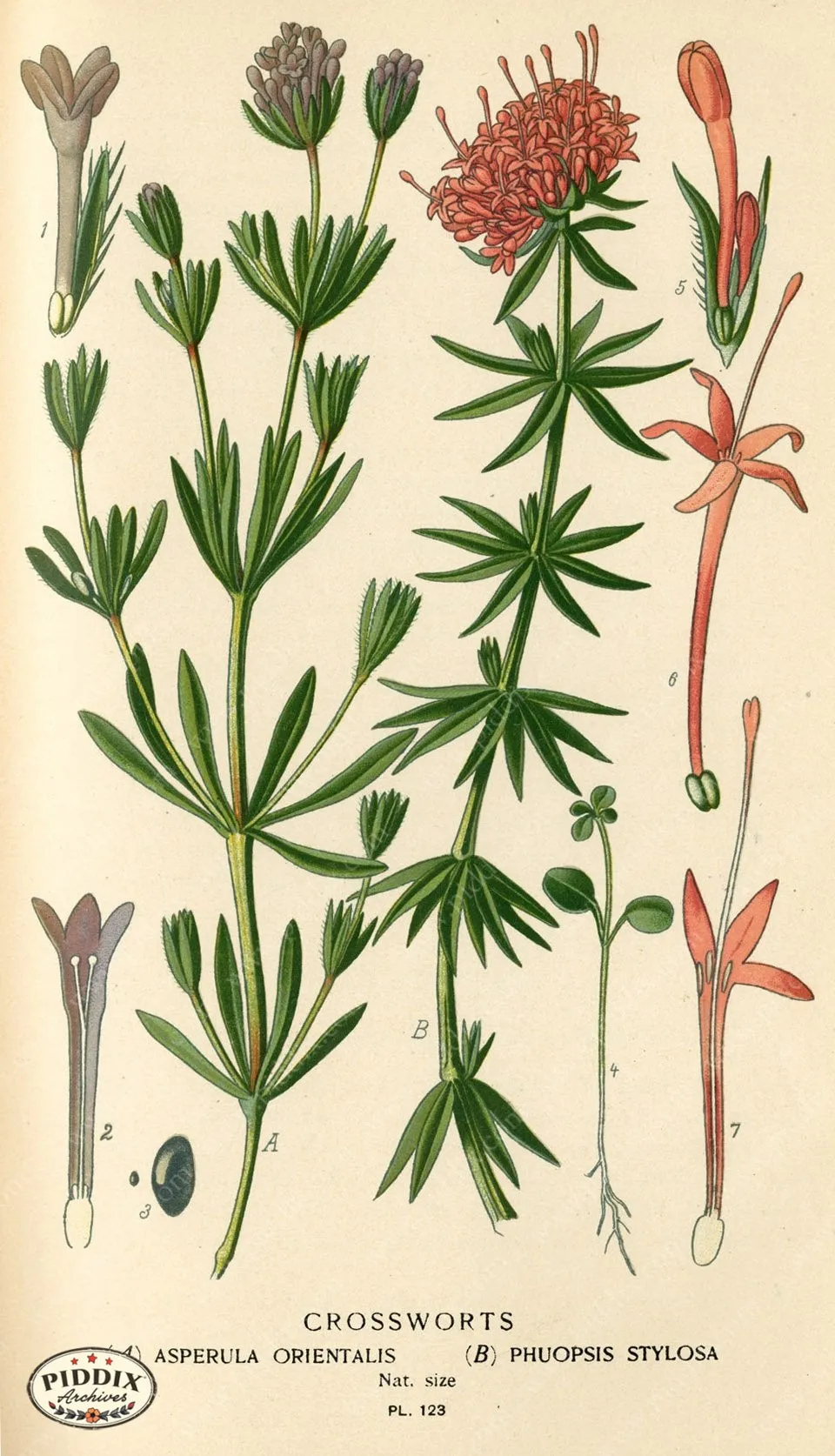 PDXC3972 -- Flowers