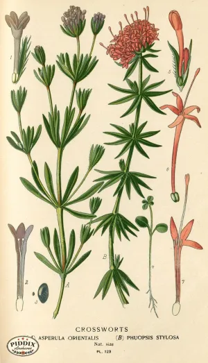 PDXC3972 -- Flowers