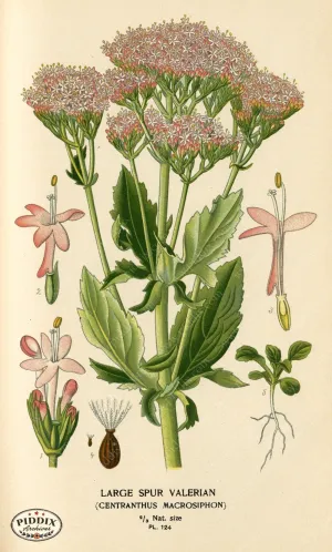 PDXC3973 -- Flowers