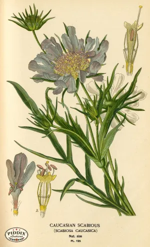 PDXC3974 -- Flowers