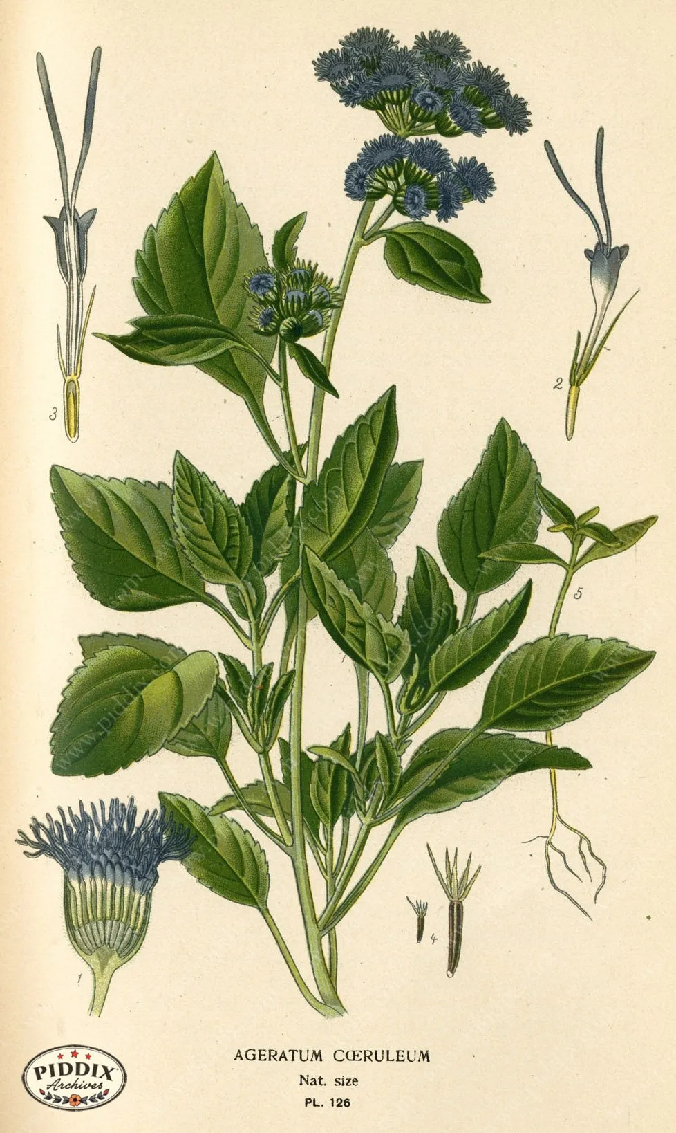 PDXC3975 -- Flowers