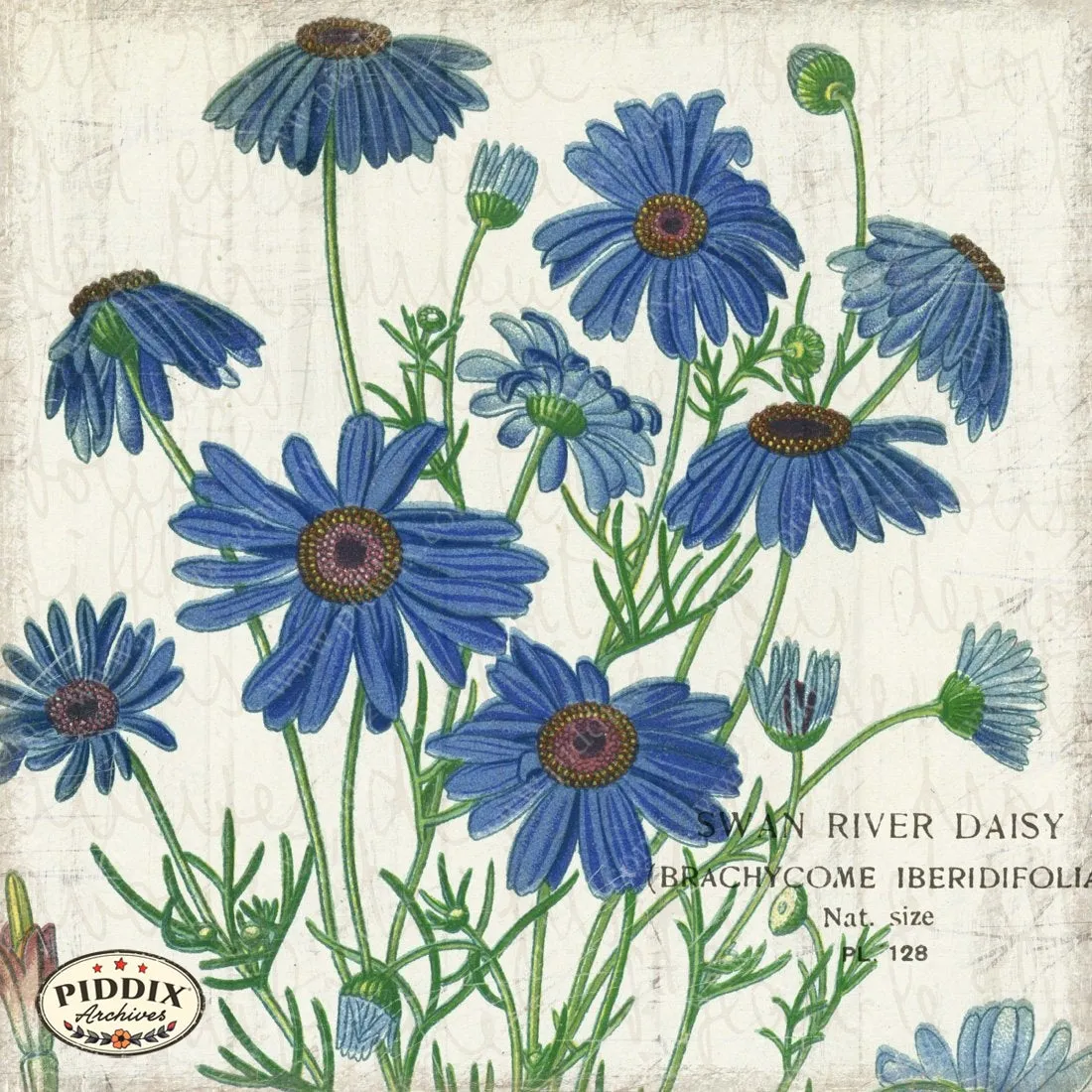 PDXC3977b -- Flowers on Distressed Wood