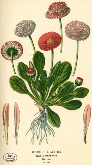 PDXC3978 -- Flowers