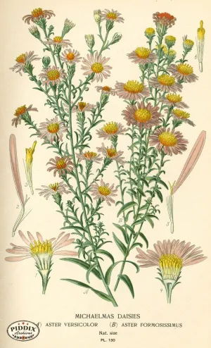 PDXC3979 -- Flowers